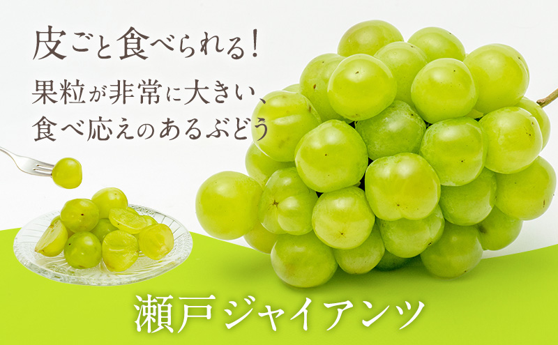 ぶどう 2024年 先行予約 瀬戸ジャイアンツ 2房（1房 480g以上）化粧箱入り ブドウ 葡萄  岡山県産 国産 フルーツ 果物 ギフト
