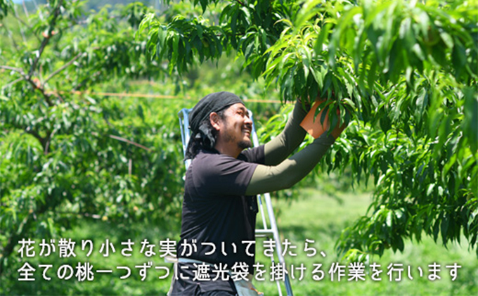 桃 2024年 先行予約 清水白桃 約1.3kg 5～6玉 もも モモ 岡山県産 国産 フルーツ 果物 ギフト