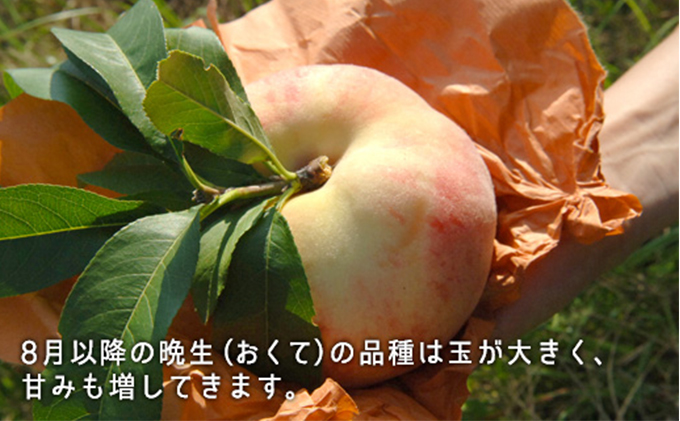  桃 ［2023年先行予約］ 白桃（晩生種）大玉 約2.2kg（6～7玉） 岡山県産