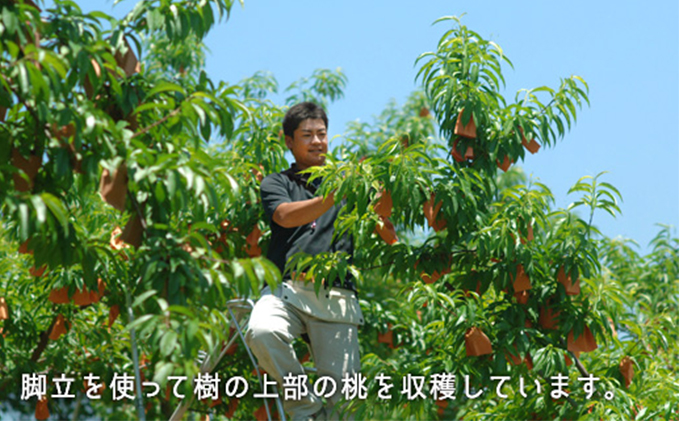 桃 2024年 先行予約 白桃 早生種 約1.3kg  5～6玉 もも モモ 岡山県産 国産 フルーツ 果物 ギフト