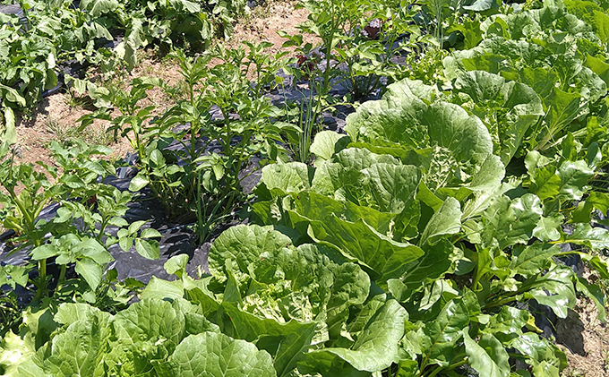  3ヶ月 定期便 瀬戸内「旬」のお野菜セット 7～11品目程度の詰合せ 野菜 農薬 化学肥料 除草剤不使用 岡山 M’s farm