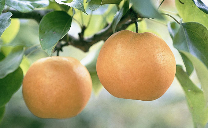  桃 ぶどう 梨 定期便 先行予約 フルーツ王国 岡山を堪能 5回コース白桃 フルーツ 果物 岡山 2023年