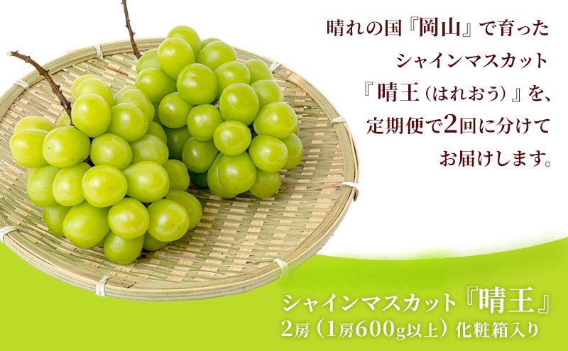 ぶどう 定期便 2025年 先行予約 シャイン マスカット 晴王 各月2房（1房600g以上） 2回コース マスカット ブドウ 葡萄  岡山県産 国産 フルーツ 果物 ギフト