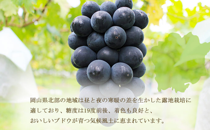 ぶどう 2024年 先行予約 ブラックビート 約600g×2房 ブドウ 葡萄  岡山県産 国産 フルーツ 果物 ギフト