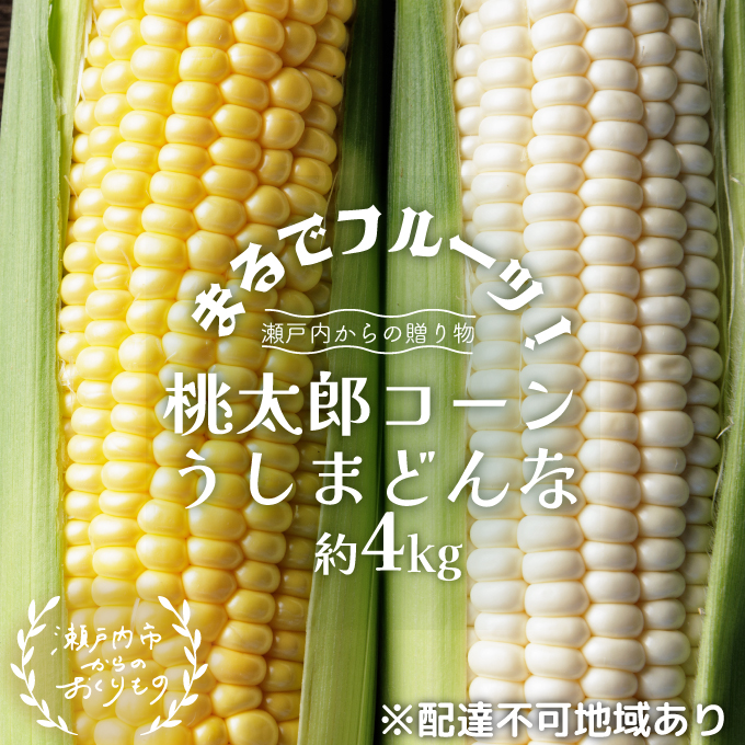 【2024年分】まるでフルーツ！生で甘い、茹でて美味い！牛窓産 とうもろこし「桃太郎コーン」と「うしまどんな」のセット 約4kg 8～12本入り