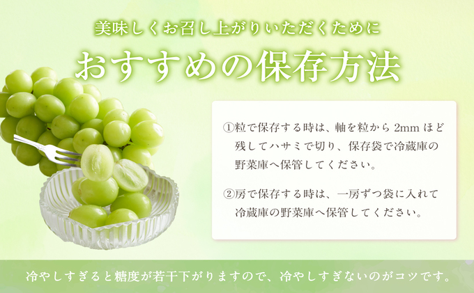 ぶどう 2025年 先行予約 シャイン マスカット 1房 約500g ブドウ 葡萄  岡山県産 国産 フルーツ 果物 ギフト