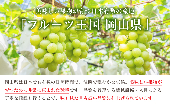 ぶどう 2025年 先行予約 シャイン マスカット 1房 約500g ブドウ 葡萄  岡山県産 国産 フルーツ 果物 ギフト