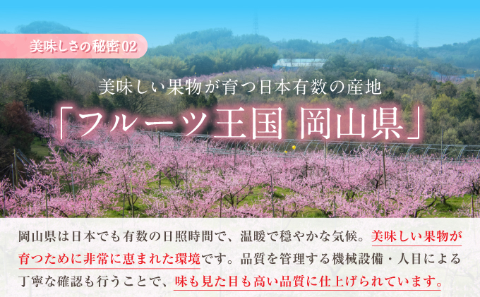 フルーツ 定期便 2024年 先行予約 晴れの国 おかやま の 白桃 2kg（5玉～7玉） シャイン マスカット 4房（合計2.8kg以上） 岡山県産 国産 セット ギフト