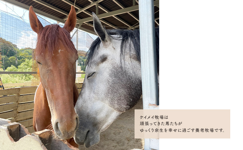 馬 の ふれあい体験 チケット 1枚(1名様分) 体験 うま ケイメイ牧場