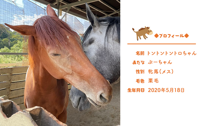 馬 の ふれあい体験 チケット 1枚(1名様分) 体験 うま ケイメイ牧場