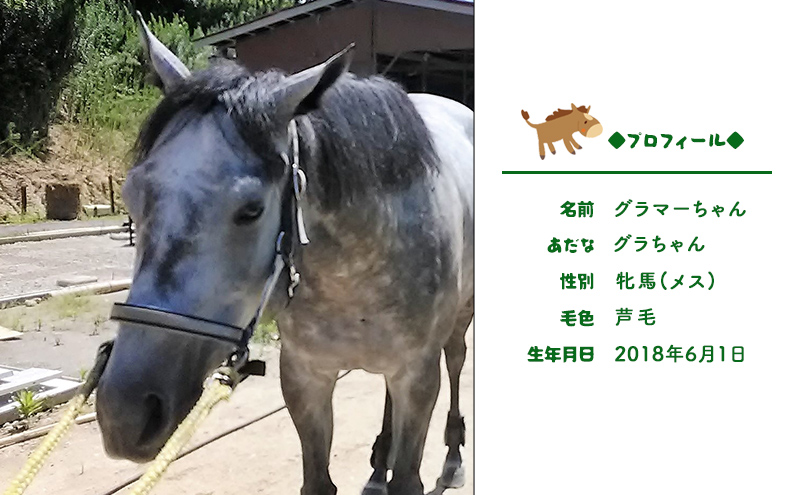 馬 の ふれあい体験 チケット 1枚(1名様分) 体験 うま ケイメイ牧場