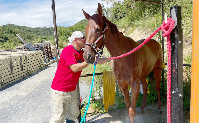 馬 の ふれあい体験 チケット 1枚(1名様分) 体験 うま ケイメイ牧場