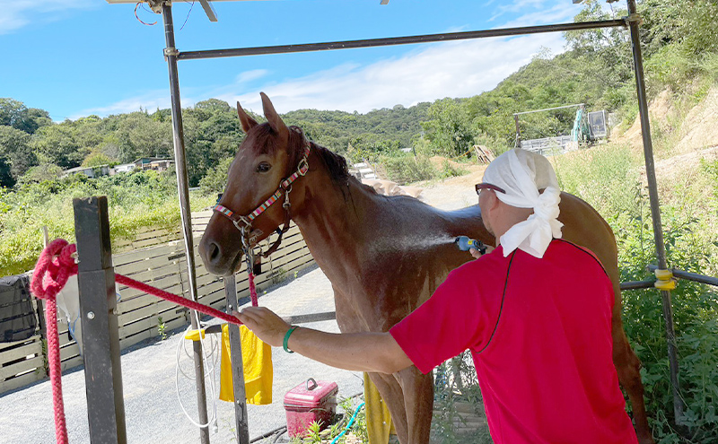 馬 の ふれあい体験 チケット 1枚(1名様分) 体験 うま ケイメイ牧場