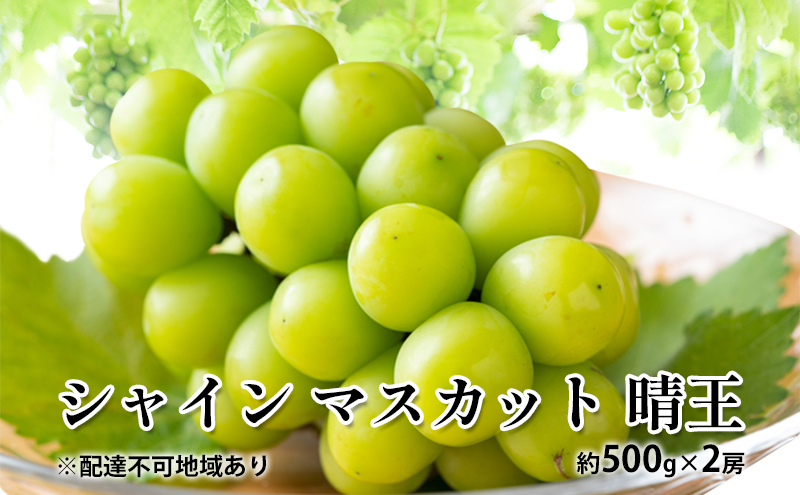 ぶどう 2024年 先行予約 シャイン マスカット 晴王 約500g×2房