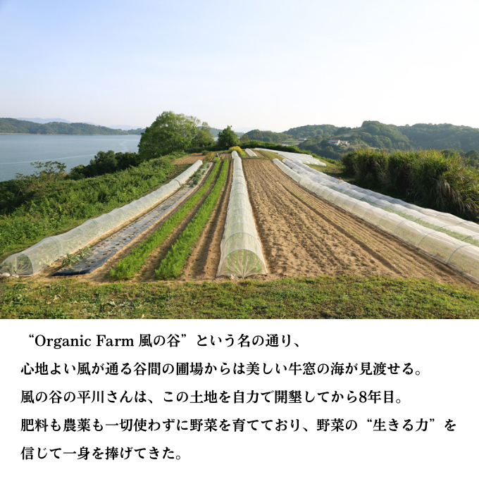 ORGANIC FARM 風の谷 旬 の 野菜 セット 9ヶ月 定期便 （月2回お届けコース）