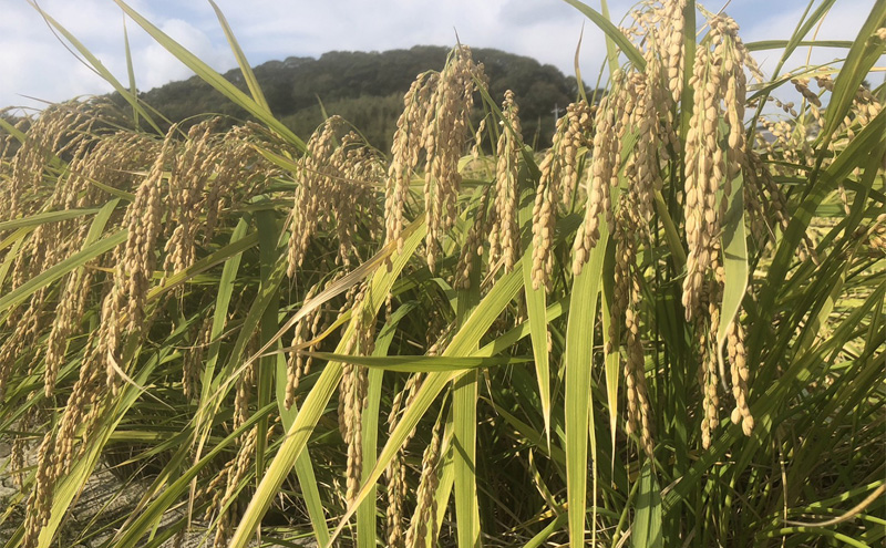 自然栽培 朝日米 2キロ＋ 旬 の 野菜 6～8品 (栽培期間中農薬不使用) 詰め合わせ 田畑のごちそう便