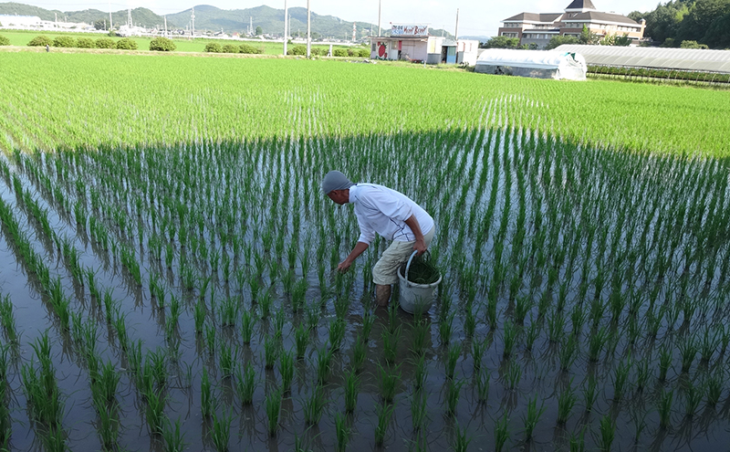 朝日米 玄米 5kg 令和5年産 有機JAS認証 岡山県奨励品種 あさひ米 米 お米 コメ おこめ 岡山