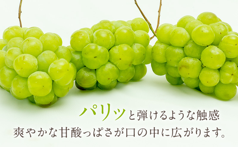 ぶどう 2024年 先行予約 瀬戸ジャイアンツ 2房（1房 480g以上）化粧箱入り ブドウ 葡萄  岡山県産 国産 フルーツ 果物 ギフト