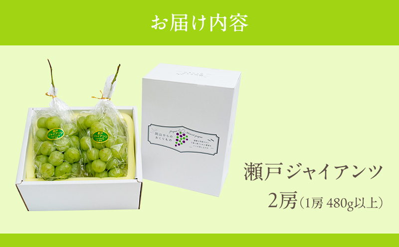 ぶどう 2024年 先行予約 瀬戸ジャイアンツ 2房（1房 480g以上）化粧箱入り ブドウ 葡萄  岡山県産 国産 フルーツ 果物 ギフト