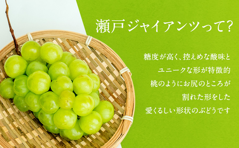 ぶどう 2024年 先行予約 瀬戸ジャイアンツ 2房（1房 480g以上）化粧箱入り ブドウ 葡萄  岡山県産 国産 フルーツ 果物 ギフト