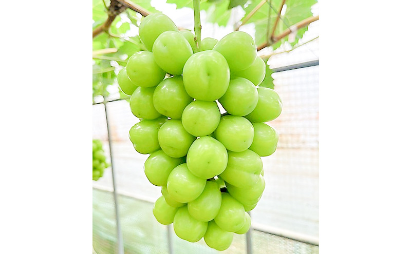 シャイン マスカット 1房 650g以上 贈答用 ブドウ 葡萄 岡山県産 国産 フルーツ 果物 ギフト sakamoto grapes