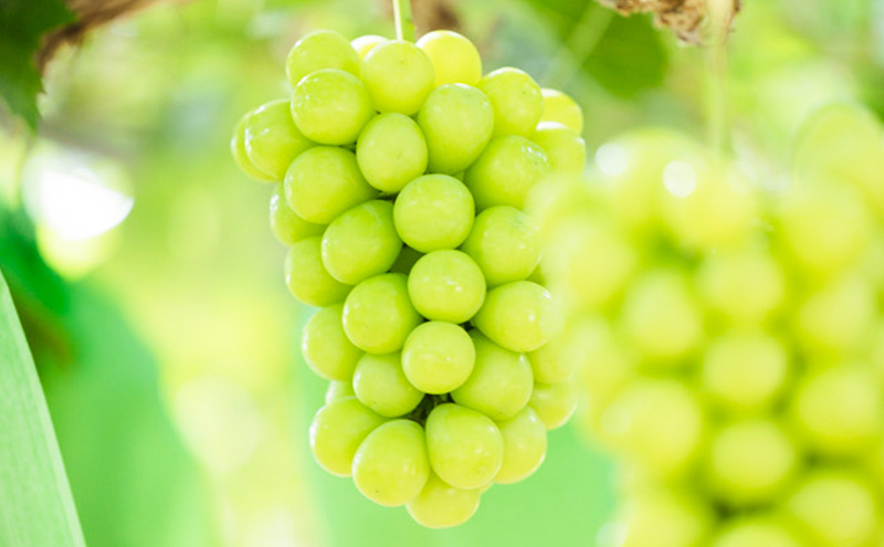 岡山名産 ぶどう 食べ比べ 詰合せ セット 3房 約1.5kg ご家庭用 ブドウ 葡萄 岡山県産 国産 フルーツ 果物 ギフト sakamoto grapes