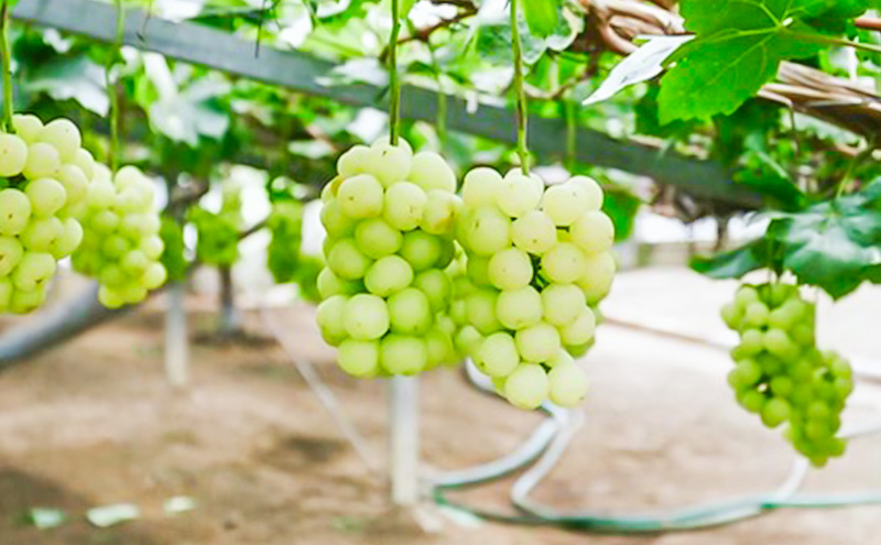 岡山名産 ぶどう 食べ比べ 詰合せ セット 3房 約1.5kg ご家庭用 ブドウ 葡萄 岡山県産 国産 フルーツ 果物 ギフト sakamoto grapes