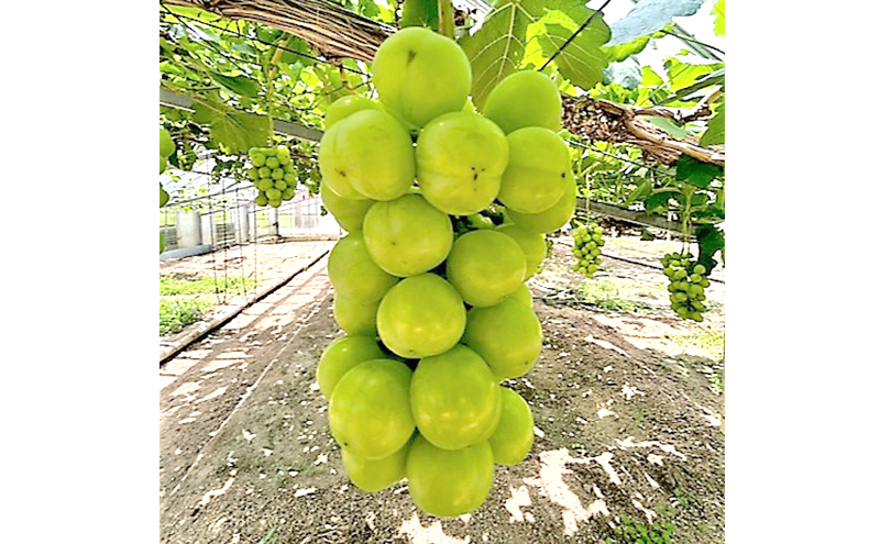 瀬戸ジャイアンツ ・ シャインマスカット 詰合せ セット 2房1.2kg以上(各1房 600g以上) 贈答用 ぶどう ブドウ 葡萄 岡山県産 国産 フルーツ 果物 ギフト sakamoto grapes