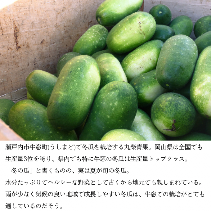 冬瓜 （ とうがん ）約10kg 瀬戸内 牛窓産 野菜 夏野菜 