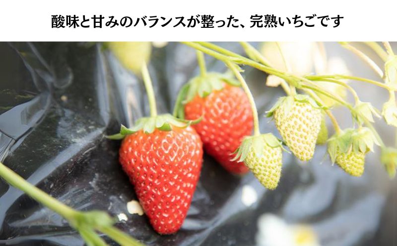 瀬戸内 牛窓産 いちご 紅ほっぺ 約1kg（約250g×4パック） 苺 イチゴ 岡山県 瀬戸内市