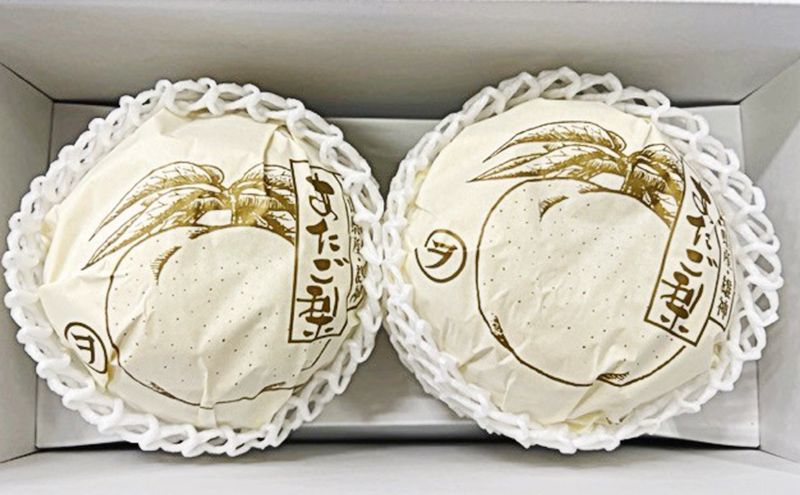 梨 2025年 先行予約 あたご梨 2玉（約1.7kg） 化粧箱入り なし ナシ 岡山県産 国産 フルーツ 果物 ギフト