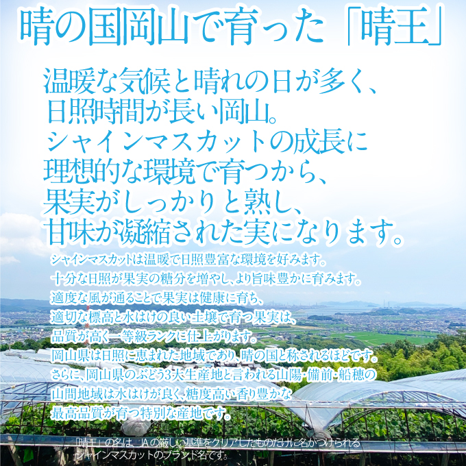 2025年 先行予約受付中 シャインマスカット晴王 2房 約1.3kg 岡山県産 種無し 皮ごと食べる みずみずしい 甘い フレッシュ 瀬戸内 晴れの国 おかやま 果物大国 ハレノフルーツ