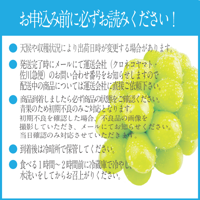 2025年 先行予約受付中 シャインマスカット晴王 2房 約1.3kg 岡山県産 種無し 皮ごと食べる みずみずしい 甘い フレッシュ 瀬戸内 晴れの国 おかやま 果物大国 ハレノフルーツ