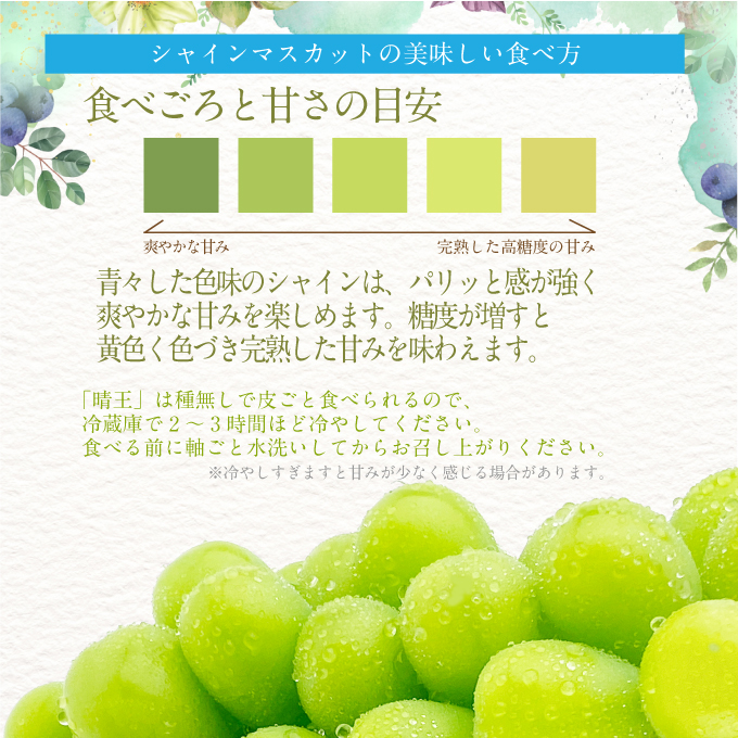 2025年 先行予約受付中 シャインマスカット晴王 約2kg(3～5房) 岡山県産 種無し 皮ごと食べる みずみずしい 甘い フレッシュ 瀬戸内 晴れの国 おかやま 果物大国 ハレノフルーツ