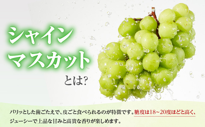 ぶどう 2025年 先行予約 シャイン マスカット 1房 約500g ブドウ 葡萄  岡山県産 国産 フルーツ 果物 ギフト