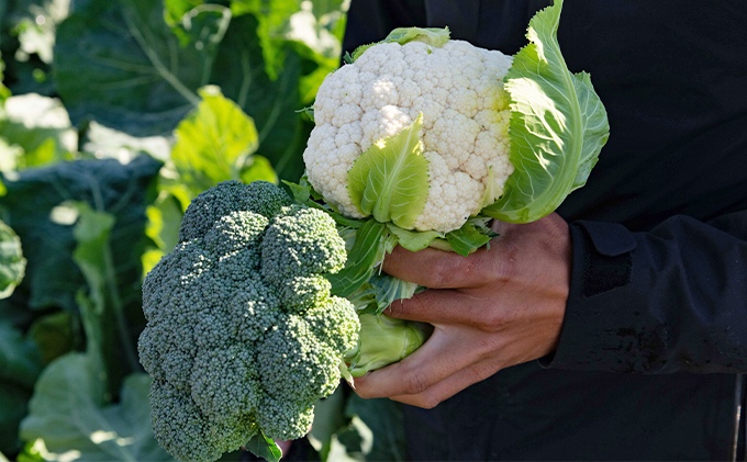 甘味に自信あり！彩り 野菜 BOX（7種類）【配達不可：北海道・沖縄・離島】