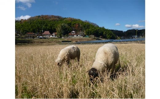 【無肥料無農薬】瀬戸内三原 羊飼いのこしひかり 玄米14kg 002011