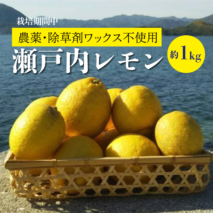 【先行予約】佐木島レモン約1kg(S～L/6～8個)《川原ファーム》【2024年11月以降発送】【栽培期間中 農薬・除草剤不使用】佐木島 れもん 檸檬 鷺島みかんじま 広島レモン 017005