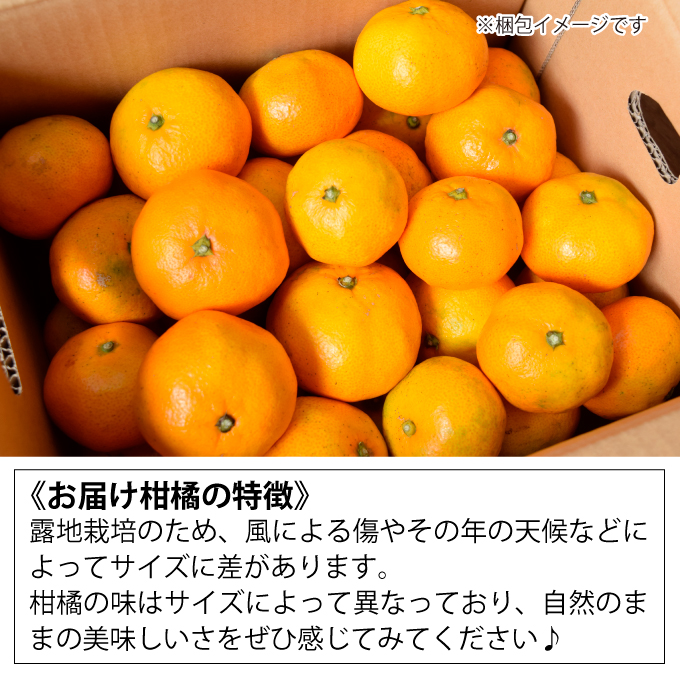 【先行予約】はれひめ約5kg【2025年1月以降発送】新品種 広島 三原 佐木島 鷺島みかんじま フルーツ 蜜柑 柑橘 果物 みかん ミカン 産地直送 お取り寄せ 017018