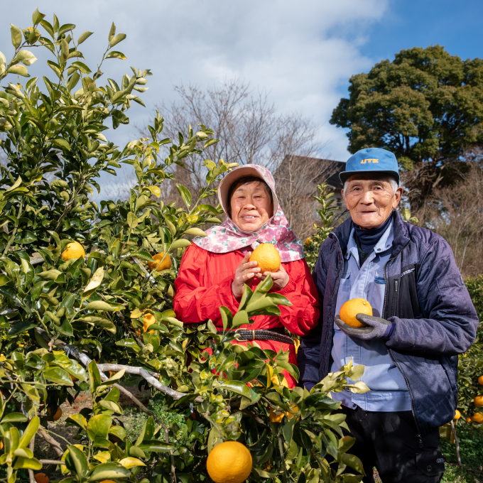 【先行予約】はるみ約5kg【2025年2月以降発送】広島 三原 佐木島 鷺島みかんじま フルーツ 蜜柑 柑橘 果物 みかん ミカン 産地直送 お取り寄せ 017022