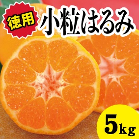 【先行予約・お徳用】小粒はるみ約5kg【2025年2月中旬以降発送】広島 三原 佐木島 鷺島みかんじま フルーツ 蜜柑 柑橘 果物 みかん ミカン 産地直送 お取り寄せ 017024