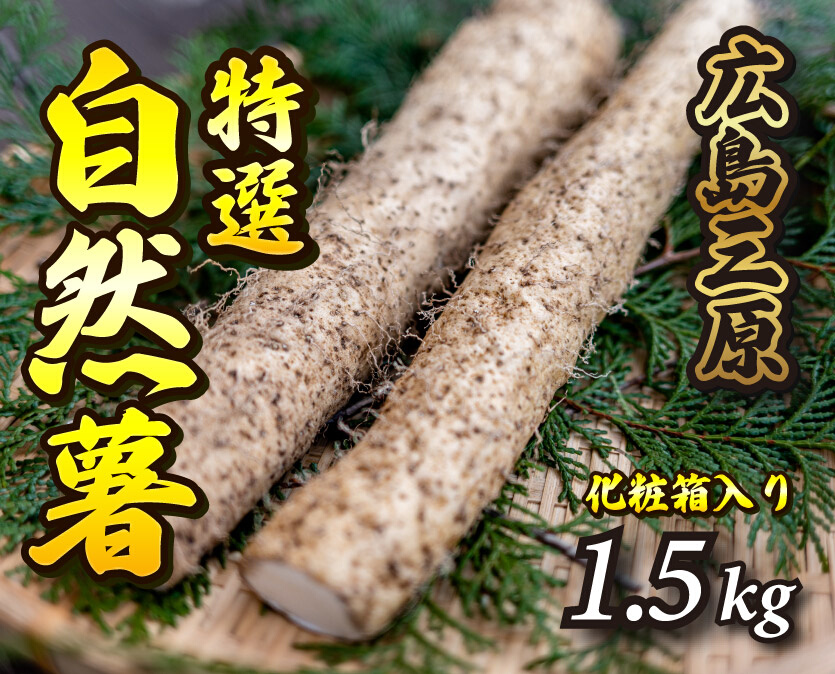 【先行予約】≪標高375ｍで採れた≫自然薯化粧箱入り1.5kg【配達不可：離島】 広島 三原 とろろ 029004