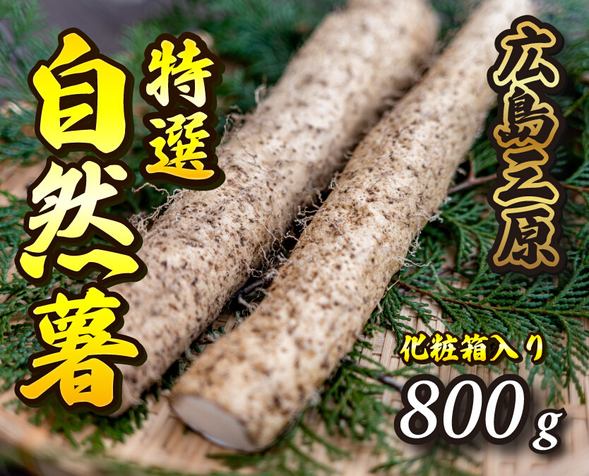 ≪標高375ｍで採れた≫自然薯化粧箱入り800g【配達不可：離島】 広島 三原 とろろ 029005