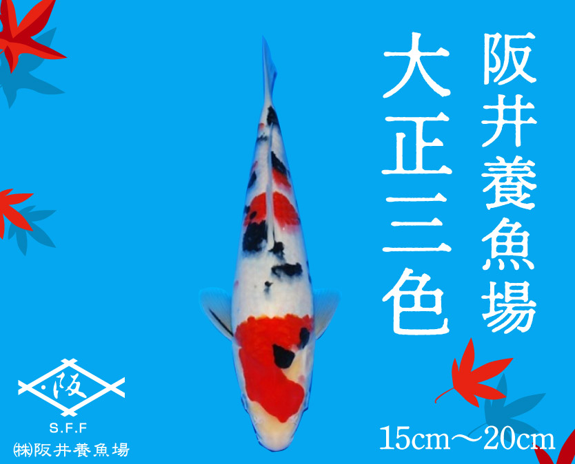 阪井養魚場 錦鯉 大正三色 当歳 1匹 ※写真は令和４年度に実際に寄附者へ発送した鯉です※ 【 生き物 魚 飼育 錦鯉 鯉 紅白 三色 優勝 受賞 稚魚  】 お届け：12月～3月 054002 - ふるさとパレット ～東急グループのふるさと納税～