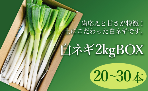 白ネギ 2kg BOX 20～30本入り 広島県三原市産 池ちゃん農園 ネギ 産地直送 新鮮 旬 野菜 鍋 すき焼き 年越しそば 味噌汁 お取り寄せ 特産品 先行受付 国産 甘い　080001