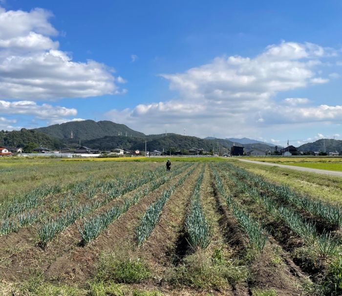 白ネギ 2kg BOX 20～30本入り 広島県三原市産 池ちゃん農園 ネギ 産地直送 新鮮 旬 野菜 鍋 すき焼き 年越しそば 味噌汁 お取り寄せ 特産品 先行受付 国産 甘い　080001