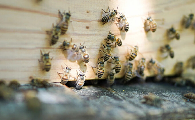 【 国産 天然蜂蜜 】 はちみつ 日本みつばち 百花蜜 250g たれ蜜製法 純粋ハチミツ108002
