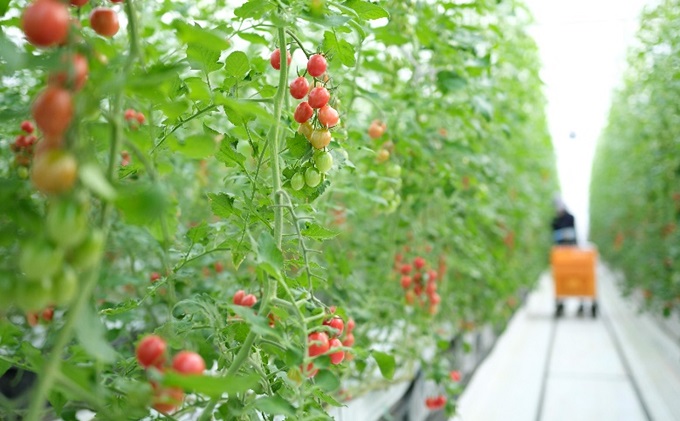 ひりょうやさんの トマトジュース 500ml×1本、80ml×2本 広島 三原 大成農材 魚エキス肥料