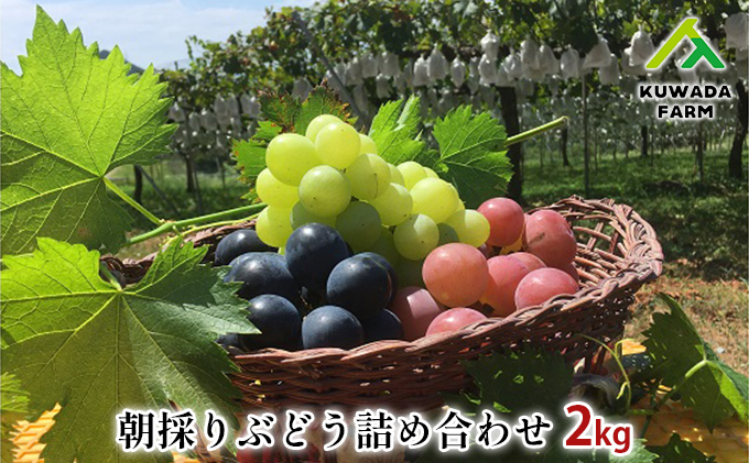 長野県産葡萄4キロ　朝取りおまかせ