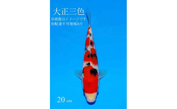 阪井養魚場 錦鯉 大正三色 当歳 1匹 - ふるさとパレット ～東急